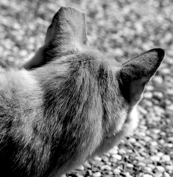 Black-and-white photo of a cat's head from behind on pebbled ground
