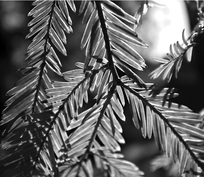 Black-and-white close-up photo of backlit evergreen needles on branches