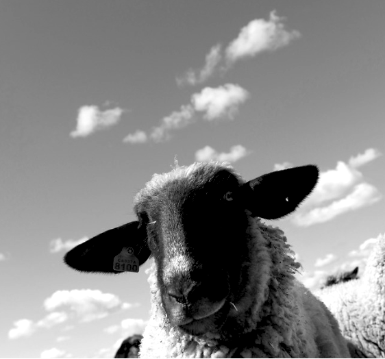 Black-and-white close-up photo of a sheep facing the camera against a cloudy sky