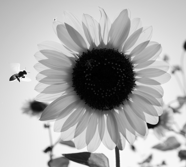 Black-and-white photograph of a sunflower with a bee hovering nearby