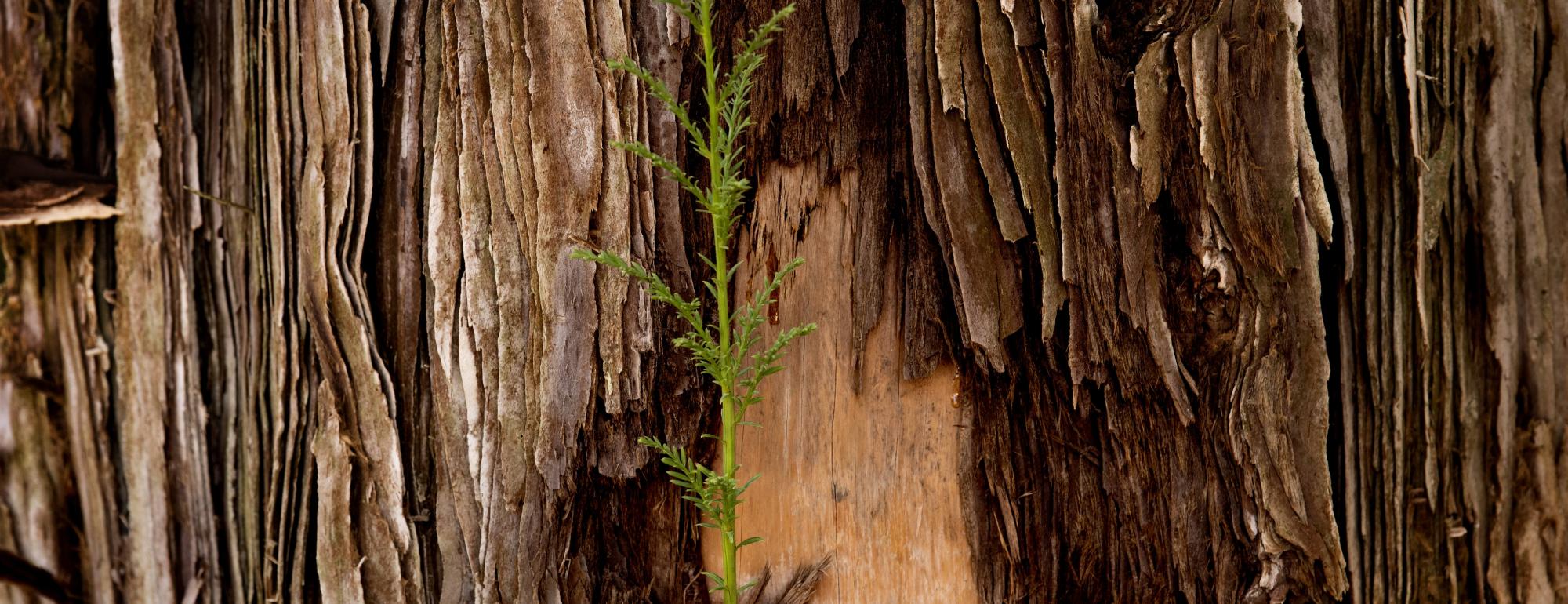 Close-up of small green seedling sprouting from weathered tree bark.