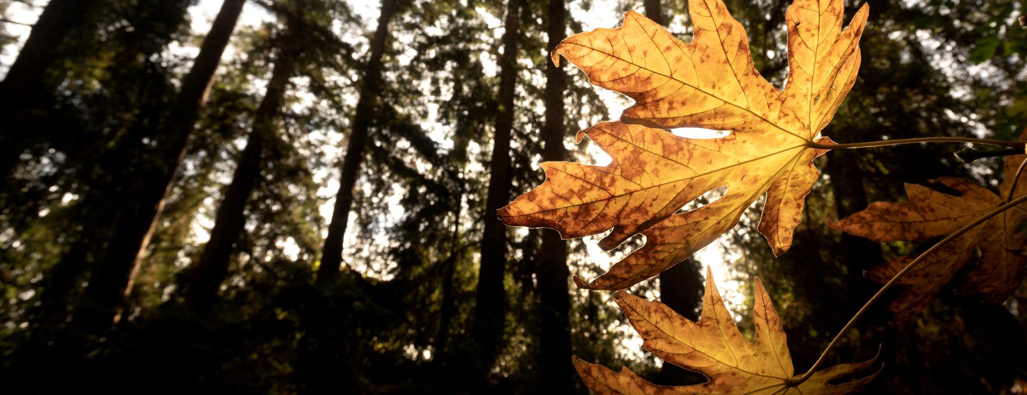 Close-up golden maple leaf backlit against tall dark evergreen trees in misty forest