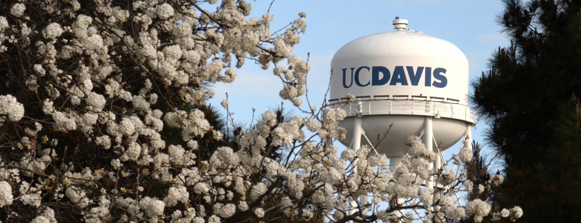 UC Davis water tower framed by white spring blossoms and evergreen trees.