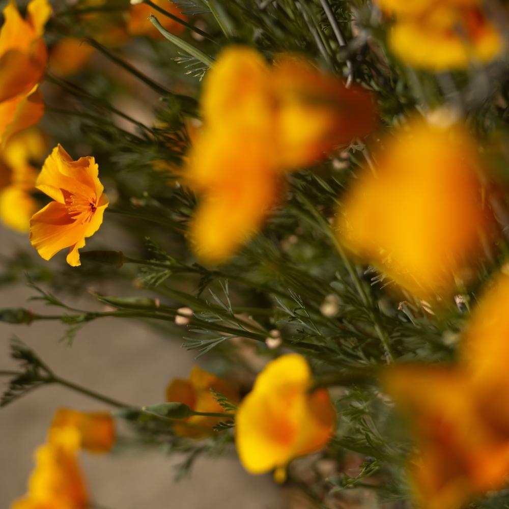 Bright orange California poppies clustered with shallow focus and blurred background