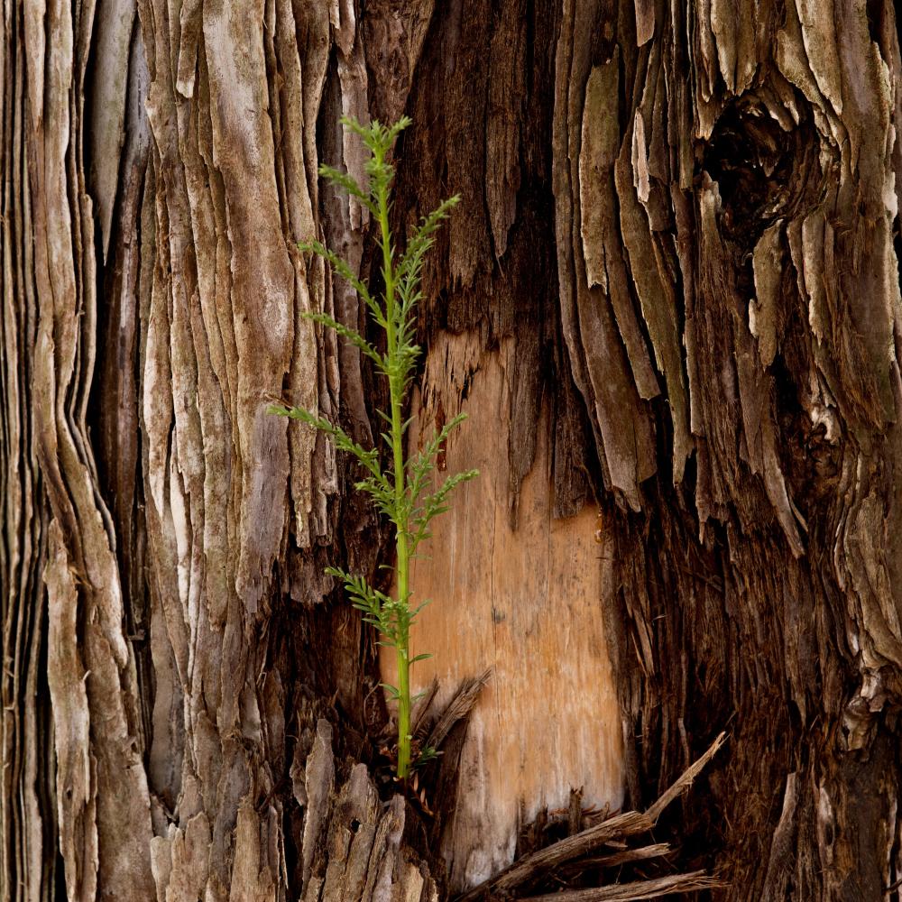 Close-up of small green seedling sprouting from weathered tree bark.
